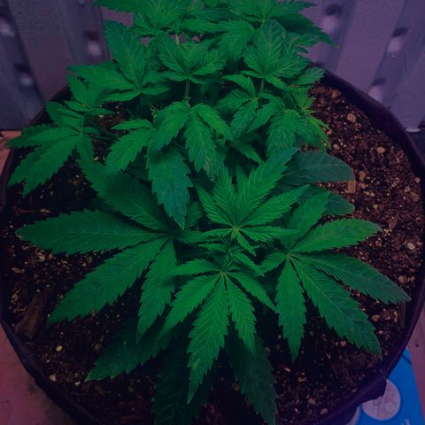 Tropicanna Cookies growlog timeline photo