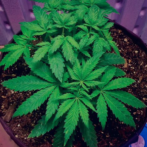 Tropicanna Cookies growlog timeline photo