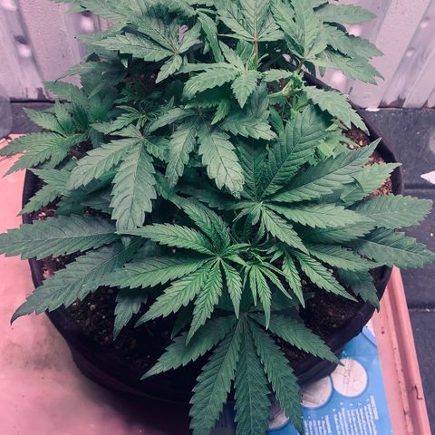 Tropicanna Cookies growlog timeline photo