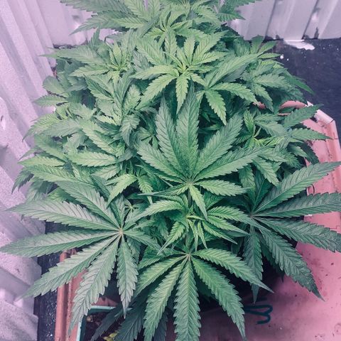 Tropicanna Cookies growlog timeline photo