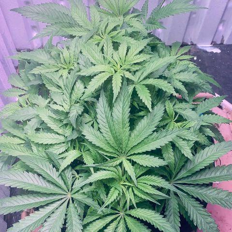Tropicanna Cookies growlog timeline photo