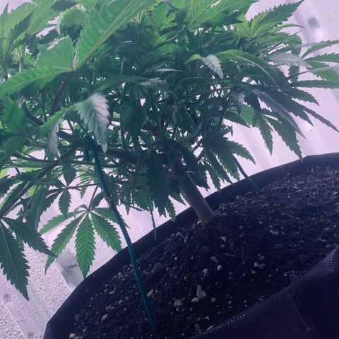 Tropicanna Cookies growlog timeline photo