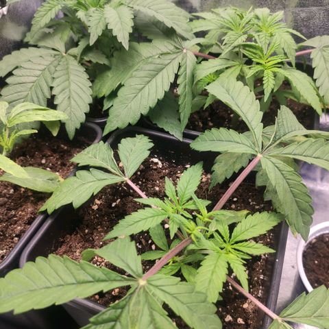 Jelly king mix acai jelly  growlog timeline photo