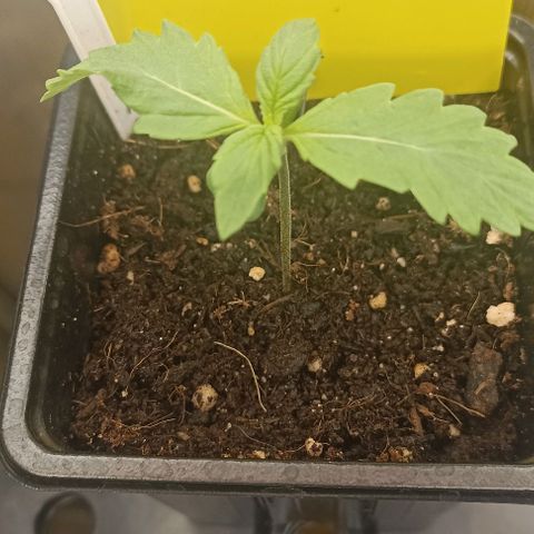 Purplematic CBD growlog timeline photo