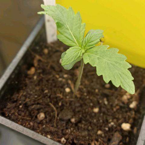 Purplematic CBD growlog timeline photo