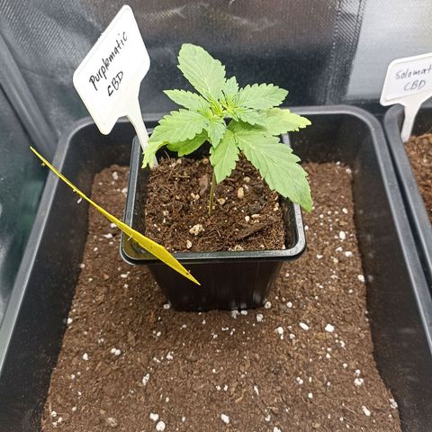 Purplematic CBD growlog timeline photo