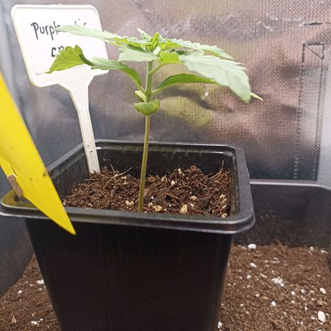 Purplematic CBD growlog timeline photo