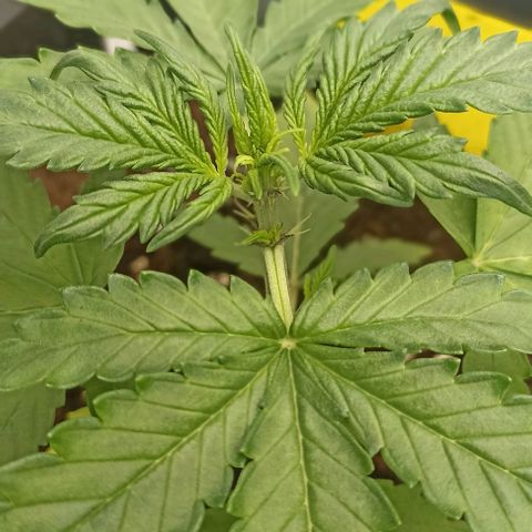 Purplematic CBD growlog timeline photo