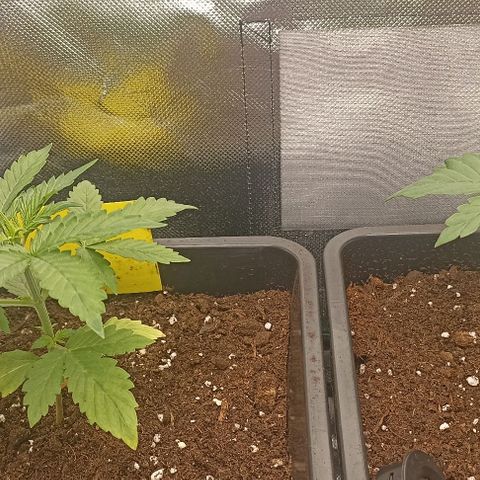 Purplematic CBD growlog timeline photo