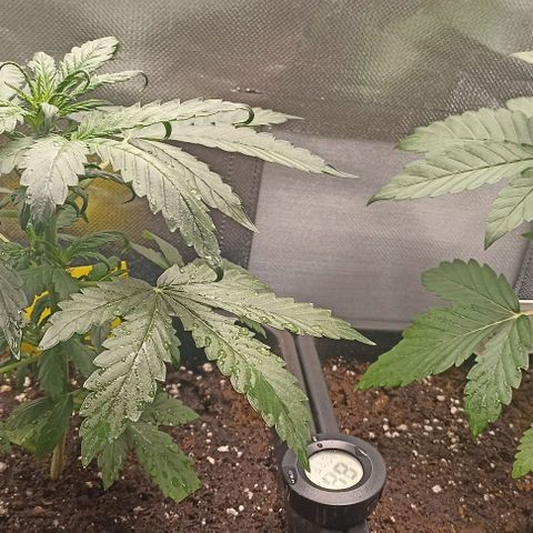 Purplematic CBD growlog photo: Links Purplematic 