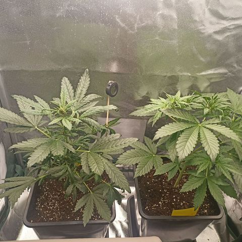 Solomatic Cbd growlog timeline photo