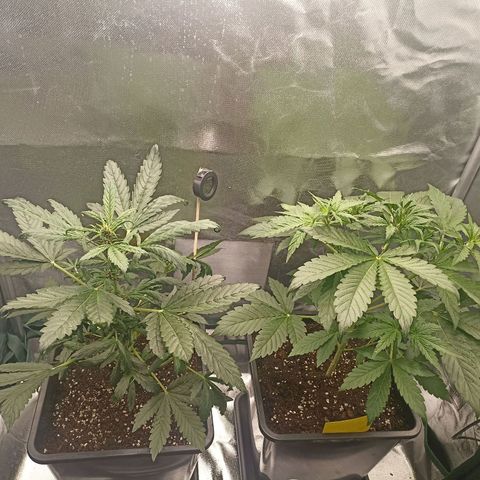 Purplematic CBD growlog timeline photo