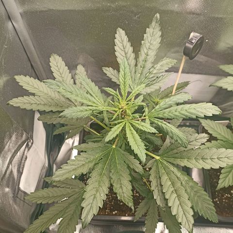 Purplematic CBD growlog timeline photo
