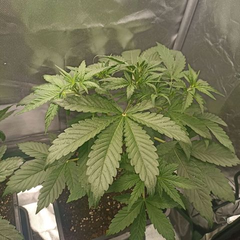 Solomatic Cbd growlog timeline photo