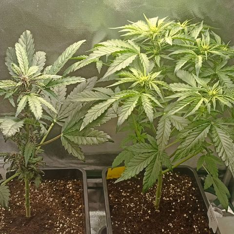 Purplematic CBD growlog timeline photo