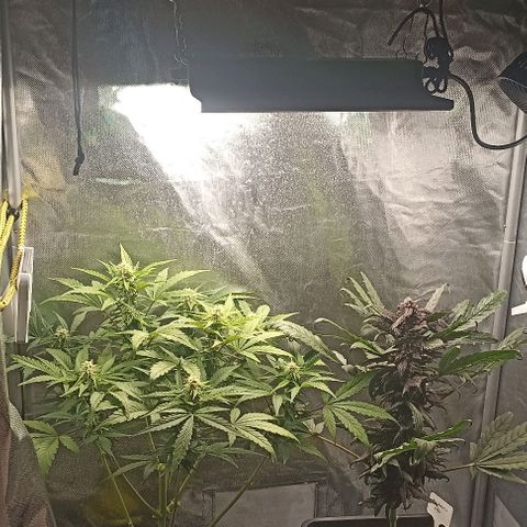 Solomatic Cbd growlog timeline photo