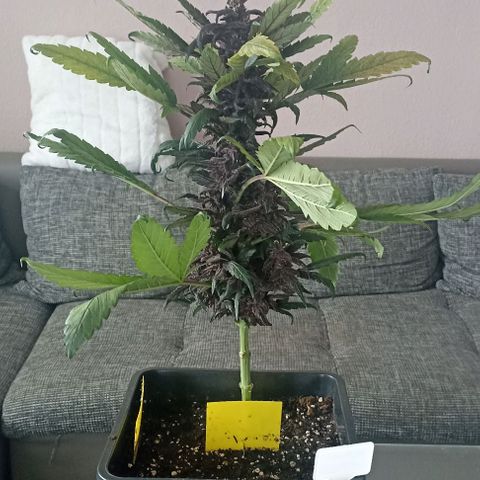 Purplematic CBD growlog timeline photo