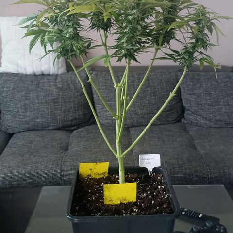 Solomatic Cbd growlog timeline photo