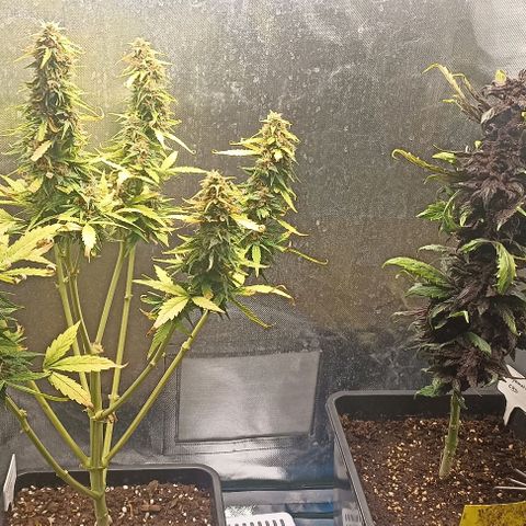 Purplematic CBD growlog timeline photo