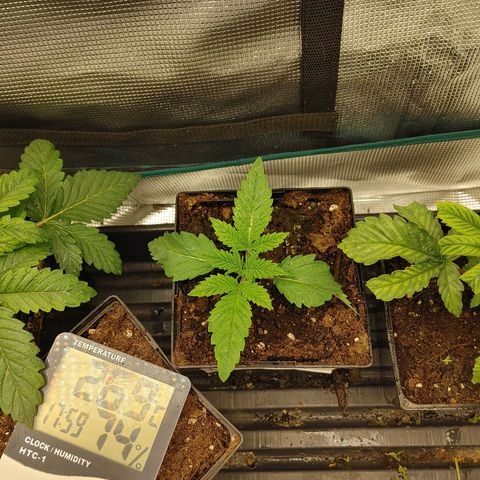Do-Si-Dos growlog timeline photo