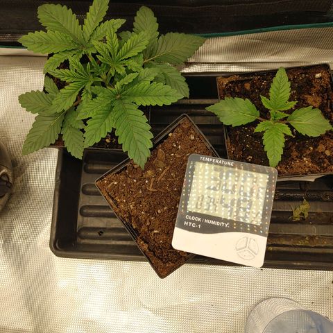 Do-Si-Dos growlog photo: First week.