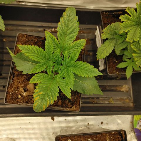 Do-Si-Dos growlog timeline photo