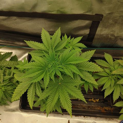 Do-Si-Dos growlog photo: 2 weeks old