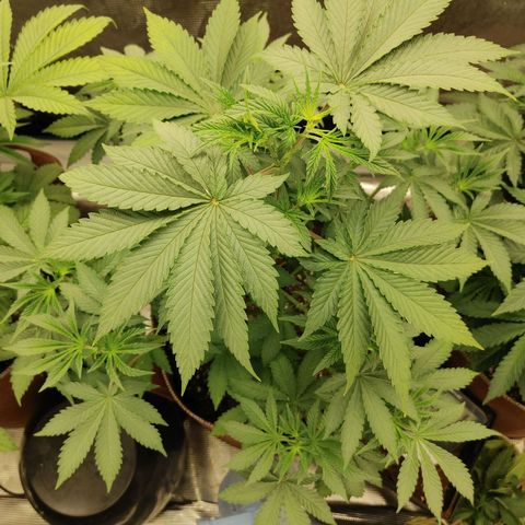 Do-Si-Dos growlog photo: Week 4