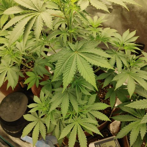 Do-Si-Dos growlog timeline photo