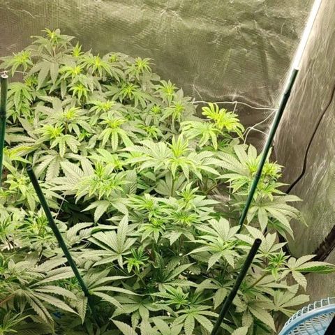 Do-Si-Dos growlog photo: Week 8