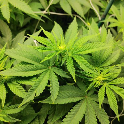 Do-Si-Dos growlog timeline photo