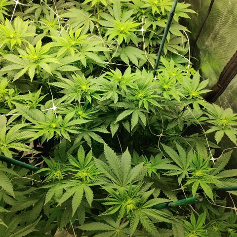 Do-Si-Dos growlog timeline photo