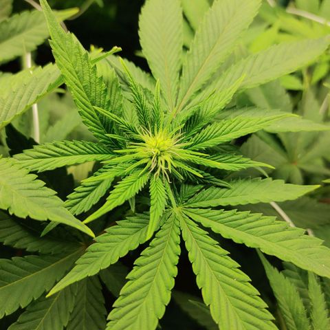 Do-Si-Dos growlog timeline photo