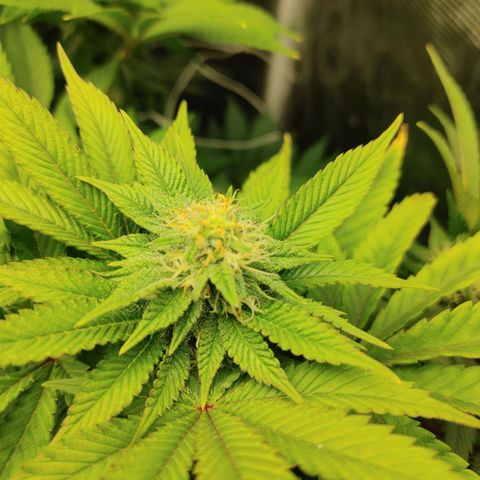 Do-Si-Dos growlog timeline photo