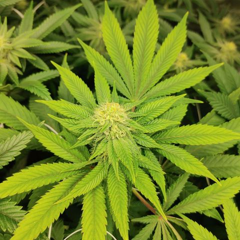 Do-Si-Dos growlog photo: Flower Cycle week 5