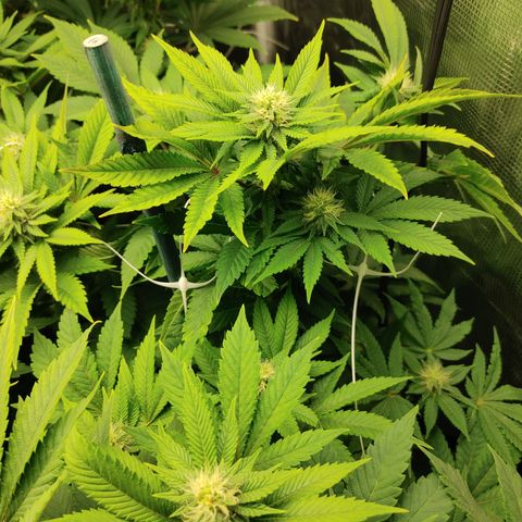 Do-Si-Dos growlog photo: Flower Cycle week 5