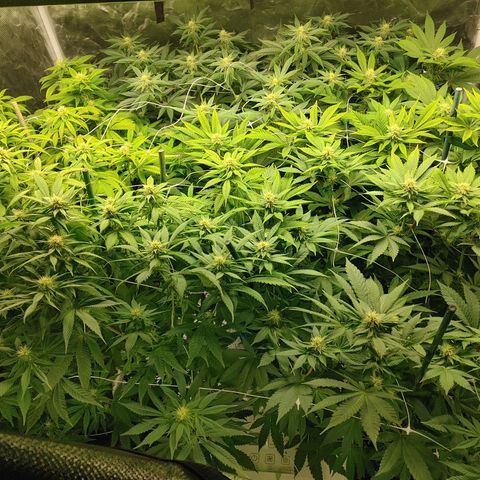 Do-Si-Dos growlog photo: Flower Cycle week 5