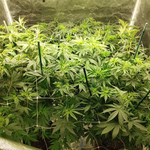 Do-Si-Dos growlog photo: Flower Cycle week 5