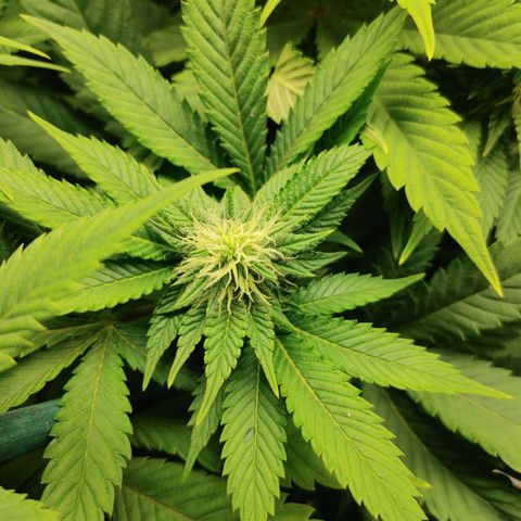 Do-Si-Dos growlog photo: Flower Cycle week 5