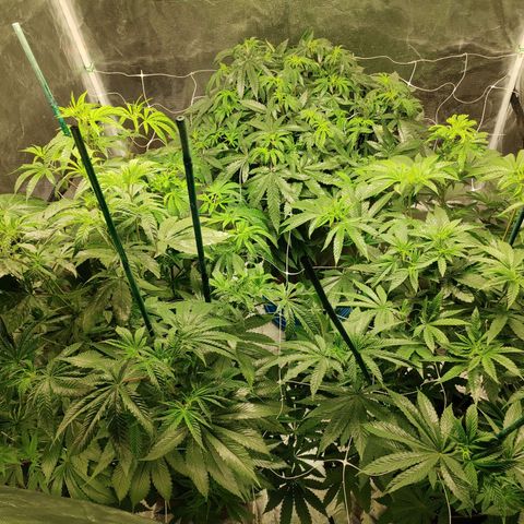 Do-Si-Dos growlog photo: Flower Cycle week 5