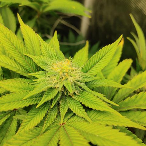 Do-Si-Dos growlog photo: Flower Cycle week 5