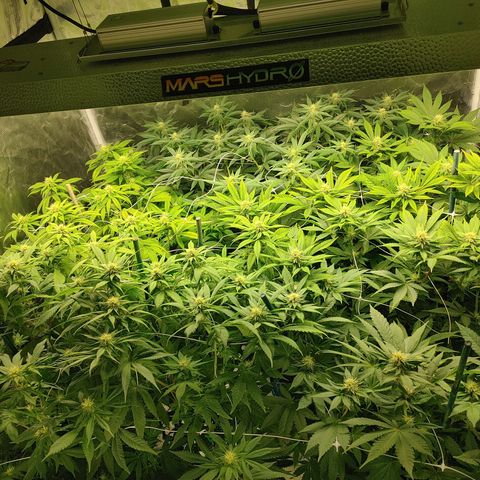 Do-Si-Dos growlog photo: Flower Cycle week 5