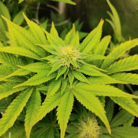 Do-Si-Dos growlog photo: Flower Cycle week 5
