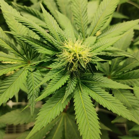 Do-Si-Dos growlog photo: Flower Cycle week 5