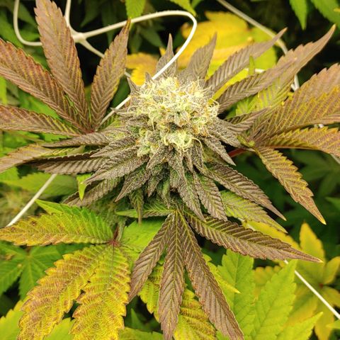 Do-Si-Dos growlog timeline photo