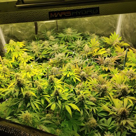 Do-Si-Dos growlog timeline photo