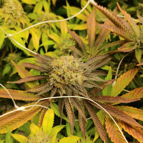 Do-Si-Dos growlog photo: Final week (9) before harvest