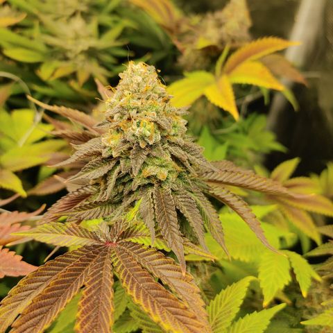 Do-Si-Dos growlog photo: Final week (9) before harvest