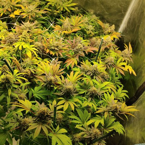 Do-Si-Dos growlog photo: Final week (9) before harvest