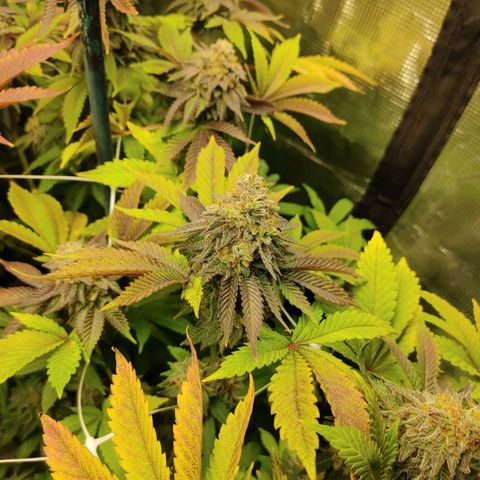 Do-Si-Dos growlog photo: Final week (9) before harvest
